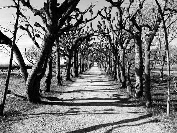 Tunnel of Trees