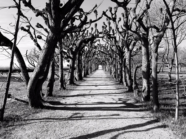 Tunnel of Trees